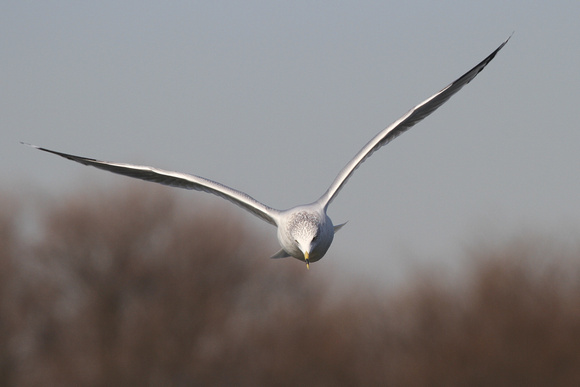 Ring-Billed Gull, Batavia IL