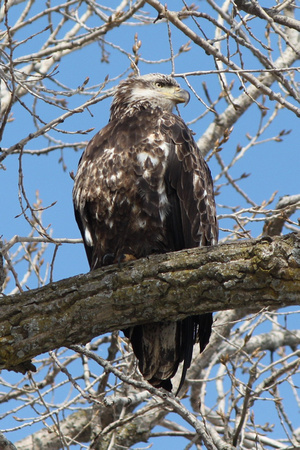 Bald Eagle Juvenile Closeup