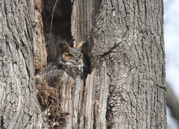Great-Horned Owl, Kane County IL