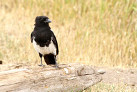 Black-Billed Magpie, Grand Teton NP