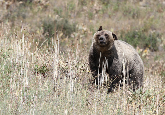 Grizzly Bear, Grand Teton NP