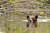 Black Bear Swimming, Grand Teton NP