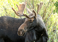 Bull Moose, Grand Teton NP