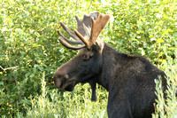 Bull Moose, Grand Teton NP