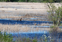 Marshes at Pingree Grove Forest Preserve