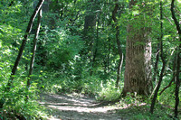 Downhill Hiking Trail at Pleasant Valley Forest Preserve, IL