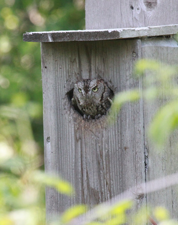 Eastern Screech Owl, DeKalb County, IL