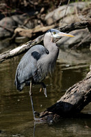 Great Blue Heron at Fabyan Forest Preserve, Geneva IL.