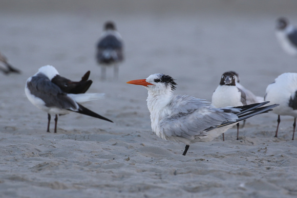 Royal Tern among the crowd on East Beach in Galveston TX.