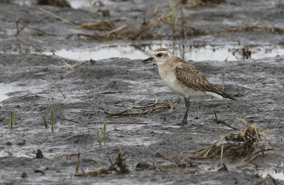 American Golden Plover in a flooded field north of Leland IL.