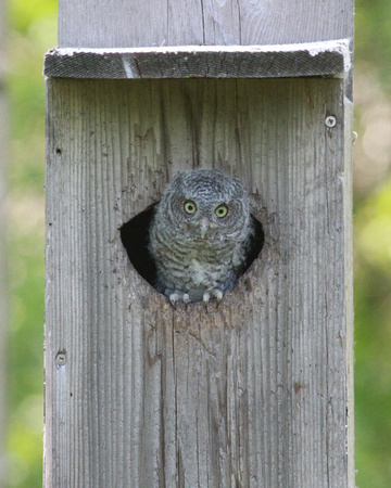 Eastern Screech Owlet, Older Of Two, DeKalb County, IL