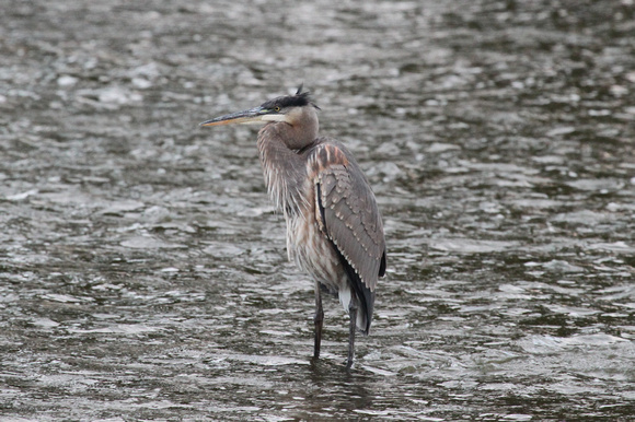 Great Chief Blue Heron of Fox River