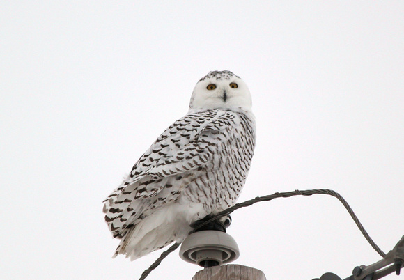 Female Snowy Owl, Shannon, IL