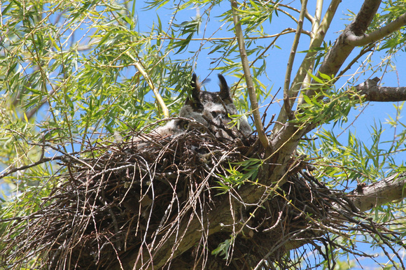 Great-Horned Owl Family, McHenry County, IL