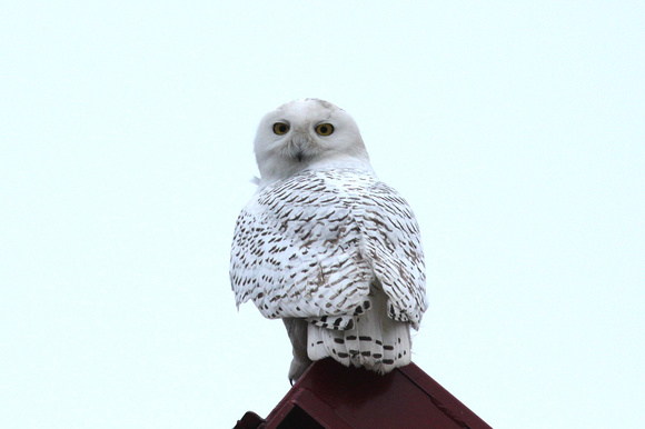 Male Snowy Owl, LaSalle County, IL