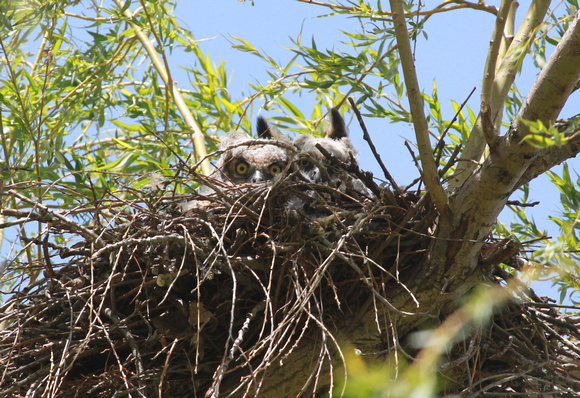 Curious Great-Horned Owlets, McHenry County, IL