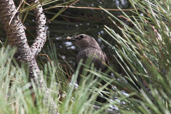 Mother Brewer's Blackbird With Food For Young, Pine Bluff