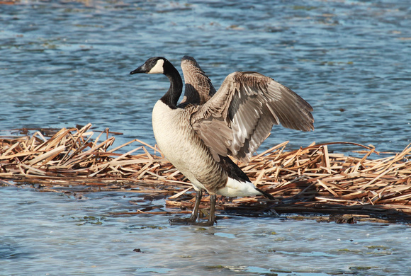 Canadian Goose Drying Wings, Fulton, IL
