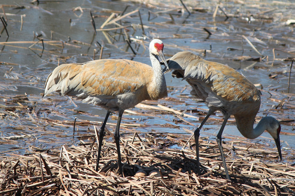 Nesting Sandhill Cranes, Fulton, IL