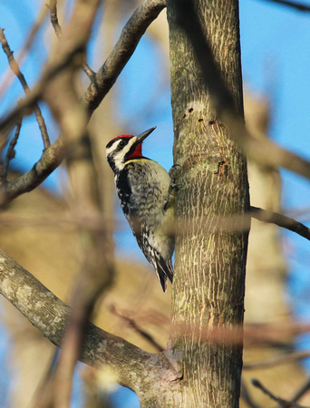 Yellow-Bellied Sapsucker, McHenry County, IL