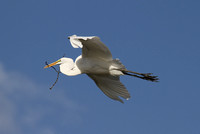 Great Egret In Flight, Carpentersville IL