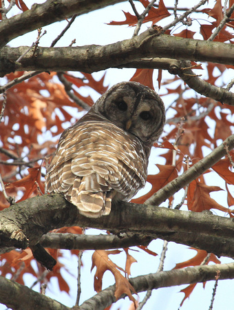 Barred Owl, Kane County IL