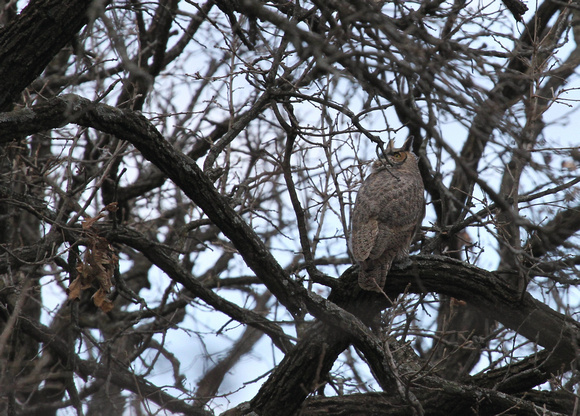 Great-Horned Owl, McHenry County IL