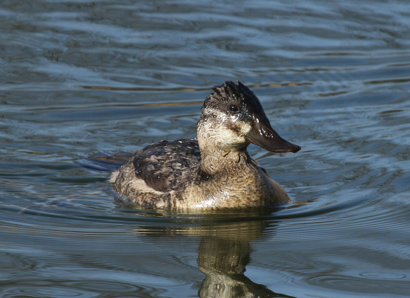 Female Ruddy Duck, South Pond, Chicago IL