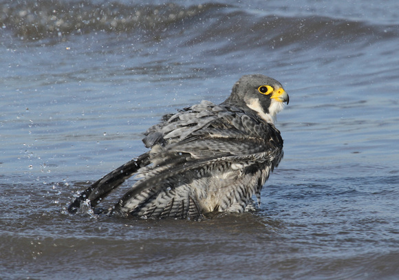 Peregrine Falcon Bathing, Montrose, Chicago IL