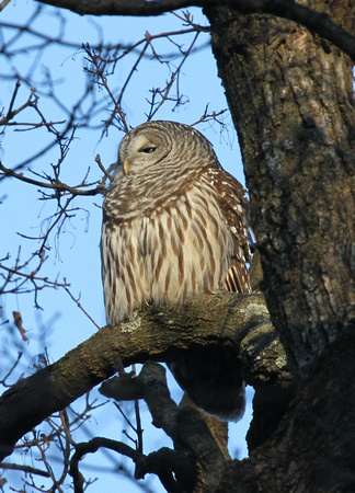 Barred Owl, Kane County IL