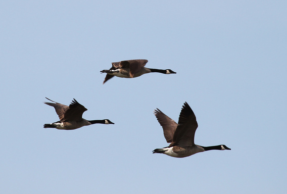 Canadian Geese In Flight, Pingree Grove, IL