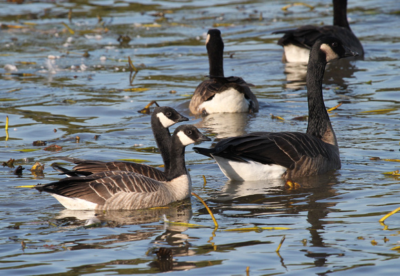 Cackling Geese, Burlington, IL