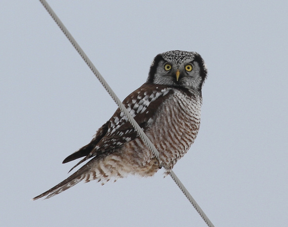Northern Hawk Owl, Door County WI