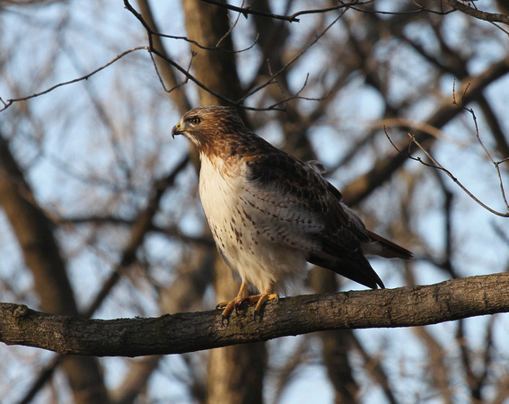 Red-Tailed Hawk, Elburn IL