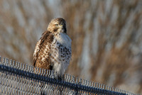 Red-Tailed Hawk, Northerly Island, Chicago IL