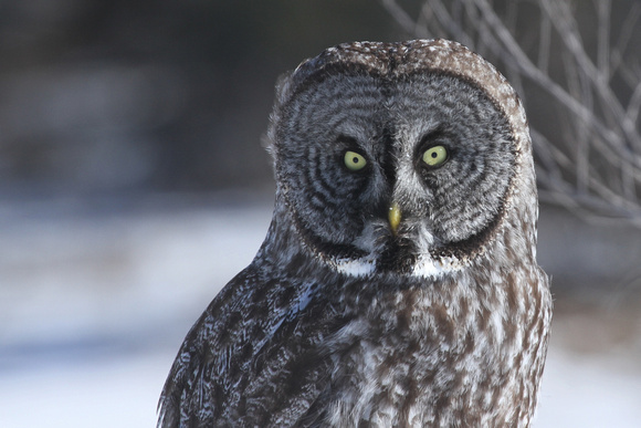 Great Gray Owl, Mauston WI