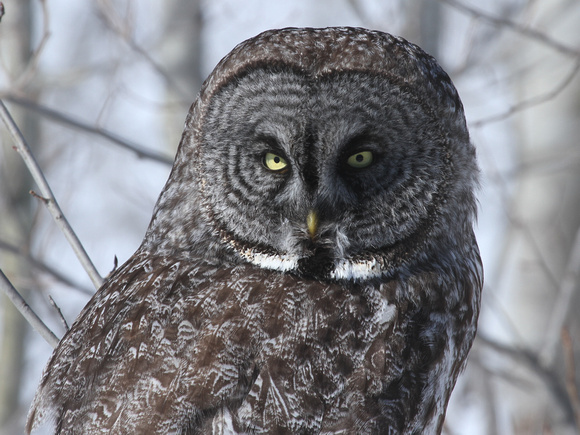 Great Gray Owl, Mauston WI
