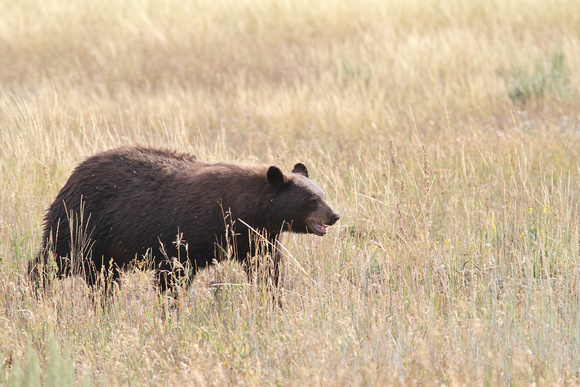 Black Bear, Grand Teton NP