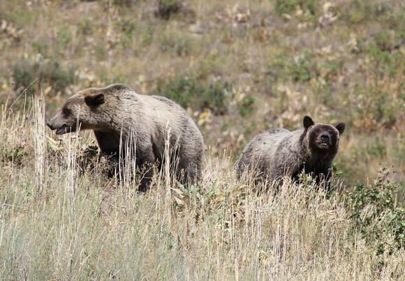 Grizzly Bears, Grand Teton NP