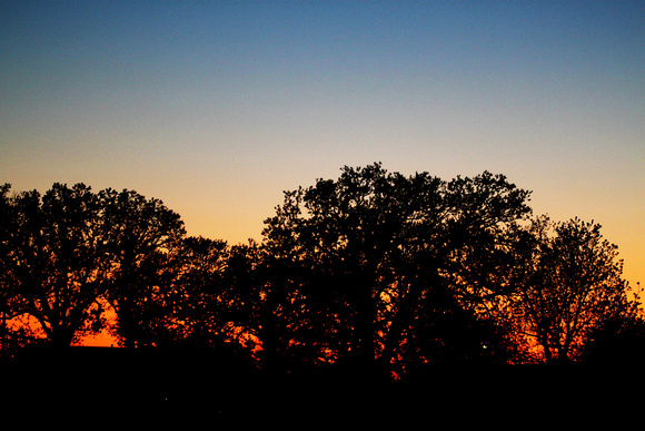 Trees Aglow at Sunset