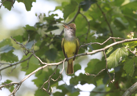 Great-Crested Flycatcher, DeKalb County, IL