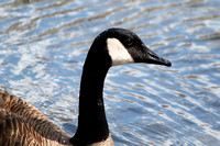 Canadian Goose, North Pond, Chicago, IL