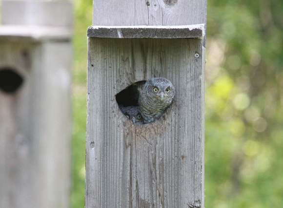 Eastern Screech Owlets, DeKalb County, IL