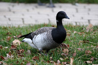 Brant at Northerly Island in Chicago IL.