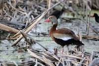 Black-Bellied Whistling-Duck at Brazoria NWR in Texas.