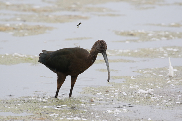 White-Faced Ibis after tossing prey, Glacial Park near Ringwood IL.