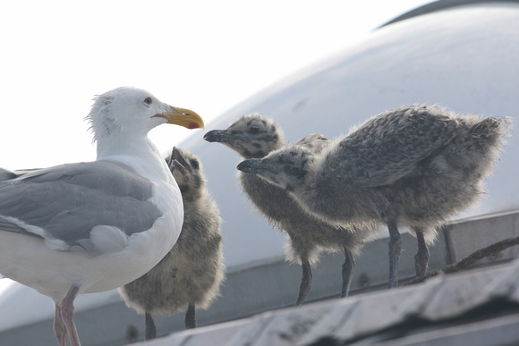 Glaucous-Winged Gull with chicks in Port Angeles, WA.