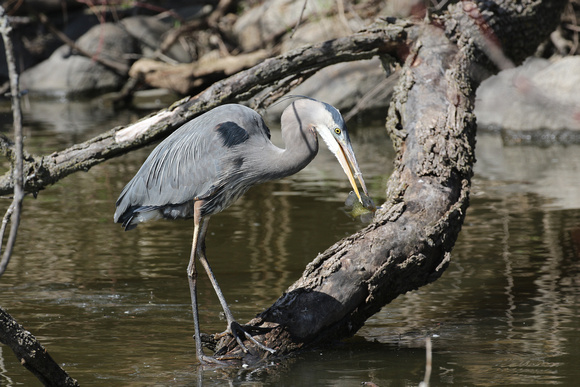 Great Blue Heron with catch, at Fabyan Forest Preserve in Geneva IL.