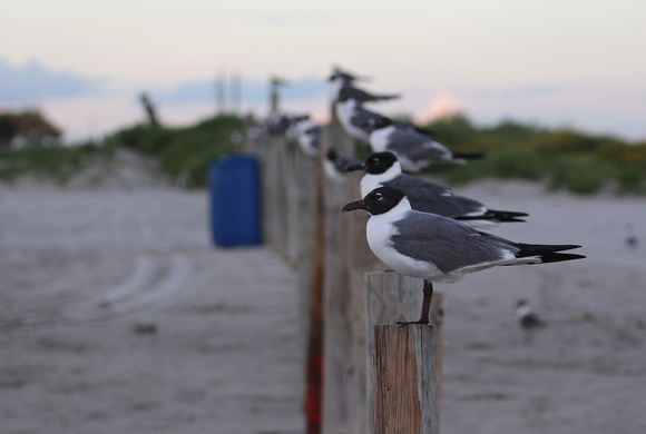 Laughing Gulls on East Beach in Galveston TX.