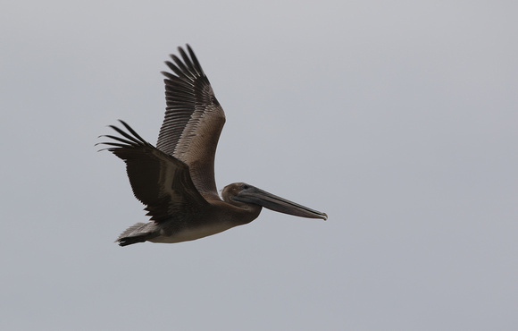 Brown Pelican in Bolivar TX.